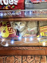 Bonsai kitten, burleigh heads, queensland. Mordicai On Twitter They Said Bonsai Kitten Was A Hoax