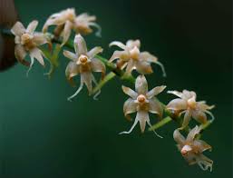 Image result for Tridactyle