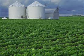Monoculture is the agricultural practice of growing a single crop, plant, or livestock species, variety, or breed in a field or farming system at a time. On Pollinator Health And Monoculture Farming Mold Designing The Future Of Food