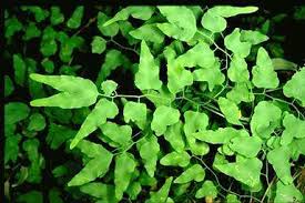 Image result for Lygodium microphyllum