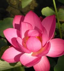 Gambar sketsa bunga teratai cara alami mewarnai rambut. Jual Jenis Bunga Teratai Lotus Pink Toko Bungaku