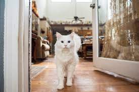 In der neuen wohnung angekommen, solltest du wieder einen raum für deine katze herrichten, mit (benutztem) katzenklo und der katze bekannten gegenständen, also zum beispiel der lieblingsdecke oder dem kratzbaum. Alles Was Sie Uber Das Revier Von Katzen Wissen Mussen