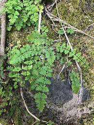 Image result for Cheilanthes schimperi