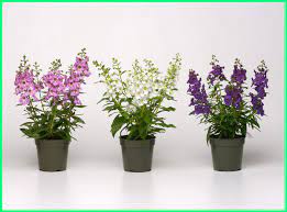 Maybe you would like to learn more about one of these? Tanaman Bunga Hias Yang Cantik Di Dalam Pot Silahkan Menanan Ekor9 Com