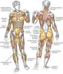 These nerves give sensation to our upper limb, as well as innervating the muscles, allowing us to move them at will. Body Types Surface Landmarks And Soft Tissue Characteristics Classic Human Anatomy In Motion The Artist S Guide To The Dynamics Of Figure Drawing