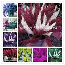 Foxtail Fern Flower Essence Best Flower Wallpaper