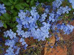 There is a white form which mixes well in plantings with the blue. Plantanswers Plant Answers Plumbago A Lovely Blue Flowered Butterfly Plant For Texas