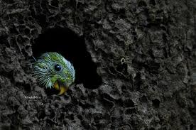 Image result for Nesogenes madagascariensis