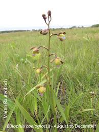 Image result for Eulophia calantha