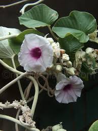 Image result for Argyreia nervosa