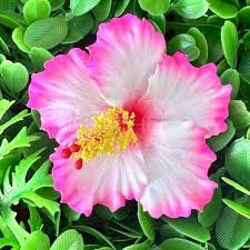 Image result for Hibiscus seineri
