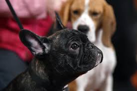 Top 10 female french bulldog names. Are We Loving French Bulldogs To Death