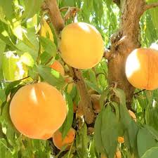 Peach 'Santa Barbara'