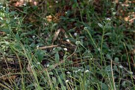 Image result for Euploca ovalifolia