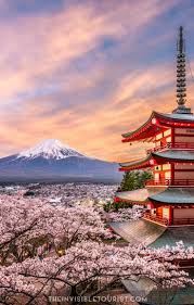 Japan cherry blossom chinese asian nature tokyo blossom spring flowers japanese. 2 Weeks In Japan Itinerary Complete Guide For First Timers