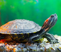 Poor swimmers, big heads do best when kept in shallow water. 9 Things To Know About Turtles As Pets