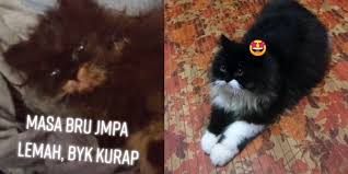Tidak kira apa sebab apa awak mahukan teka teki kucing apa pandai menyanyi ini, pihak redaksi bersedia untuk membantu bahan tersebut. Dmhnjydpfpgrkm