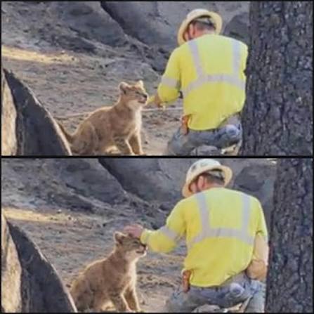 Logger Fired for Feeding a Starving Mountain Lion Cub, But He Says He'd Do  It Again Deep in the Great Bear Rainforest of British Columbia, a newly  hired logger was specifically tasked
