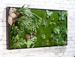 Carlo Milano Pflanzbild Vertikaler Wandgarten Klaus Mit Deko Pflanzen 50x100 Cm Wandgarten Innen In 2020 Wandgarten Bunte Sukkulenten Vertikales Pflanzen