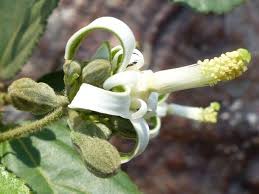 Image result for Grewia sulcata