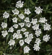 Bishop S Flower Late Summer Flowers Flower Seeds Plant Seedlings