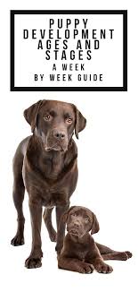 The pups would have been born without fear as they were under their mother's protection, but at. Puppy Development Week By Week A Guide To The Important Stages