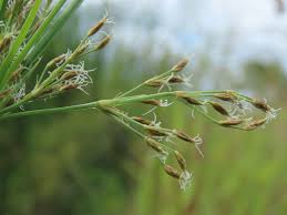 Image result for Fimbristylis complanata