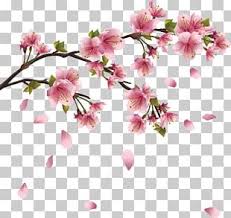 Cherry blossom flower, japanese cherry blossoms, pink cherry blossoms, branch, japanese food png. Falling Cherry Blossoms Png Images Falling Cherry Blossoms Clipart Free Download