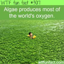 Pin On Funfacts