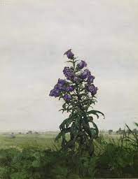 Canterbury Bells 37 1521 The Walters Art Museum