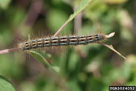 The gypsy moth (lymantria dispar) is the most important defoliating caterpillar of forest and shade trees in eastern north america. Western Tent Caterpillar Usu