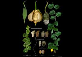 Image result for Araceae