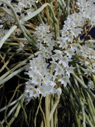 Image result for Microcoelia globulosa