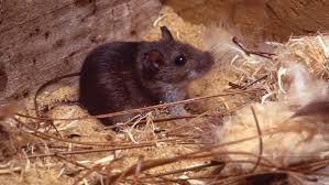 Levantan el aislamiento por hantavirus para las 22 personas. Social Media Rumors About Hantavirus Nonsense Chinese Embassy Egypt Independent