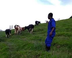 Image result for Englerina schubotziana