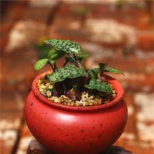 Image result for Drimiopsis barteri