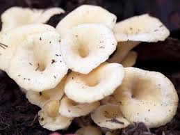 Pack the straw into plastic grow bags. How To Grow Your Own Edible Mushrooms Lovethegarden