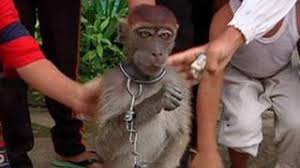 'props' that have since been confiscated as well as the monkeys. Indonesia Bebas Topeng Monyet Jakarta Animal Aid Network