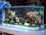 Saltwater Marine Fish Tank