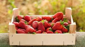 Wann beginnt die saison und worauf muss man achten? Erdbeeren Selber Pflucken Auf Dem Erdbeerhof Schumacher Koeln De