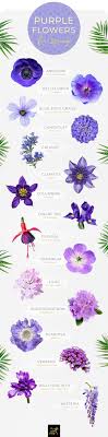 34,000+ vectors, stock photos & psd files. 50 Types Of Purple Flowers Ftd Com Light Purple Flowers Purple Flowering Plants Types Of Purple Flowers
