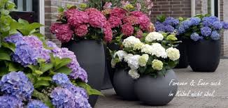 Check spelling or type a new query. Bauernhortensie Online Kaufen Hortensientraume