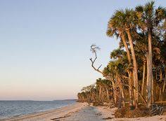Things to do near union island. 16 St Vincent Island St Vincent National Wildlife Refuge Ideas St Vincent Island San Blas Barrier Island