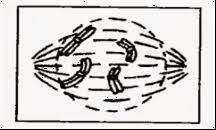 Maybe you would like to learn more about one of these? Given Below Is A Diagram Representing A Stage During Mitotic Cell Division Study It Carefully And Answer The Questions Which Follow I Is It A Plant Cell Or An Animal Cell Give