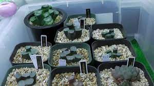 180908ハオルチアled室内栽培その２ haworthia cultivation indoors 室内 栽培 栽培 多肉植物