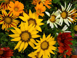 9635 spring cypress rd ste. Madison Gardens Nursery Plants Flowers Shrubs Trees Ground Cover Vines Vegetables And Herbs