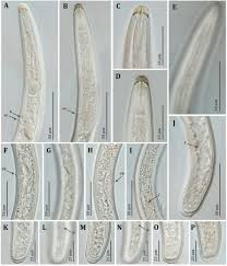 Image result for Nematopoa