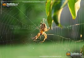 Taken in swifts creek, victoria in november 2007. Orb Weaver Araneus Spp