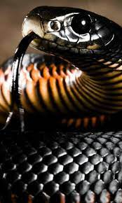 We have the best collection . Snake Live Wallpaper For Android Apk Download