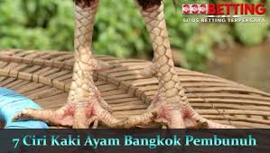 Silahkan hubungi kami melalui w.a atau telfon nomor di bawah. Ciri Kaki Ayam Pukul Mati Cara Golden